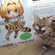 serval